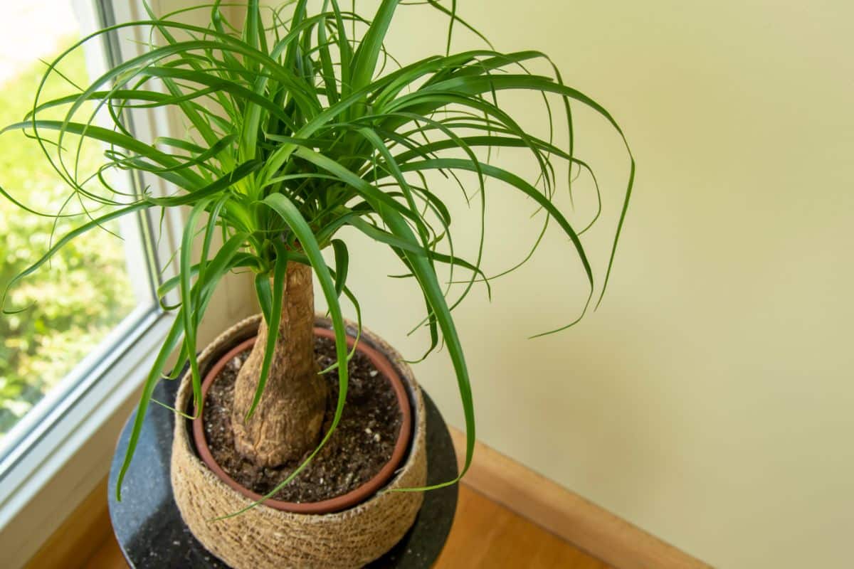 A ponytail palm plants with thick, bulbous truck