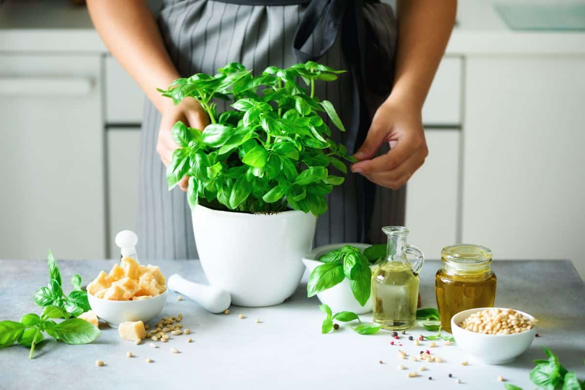 A planted pot of basil in a home kitchen