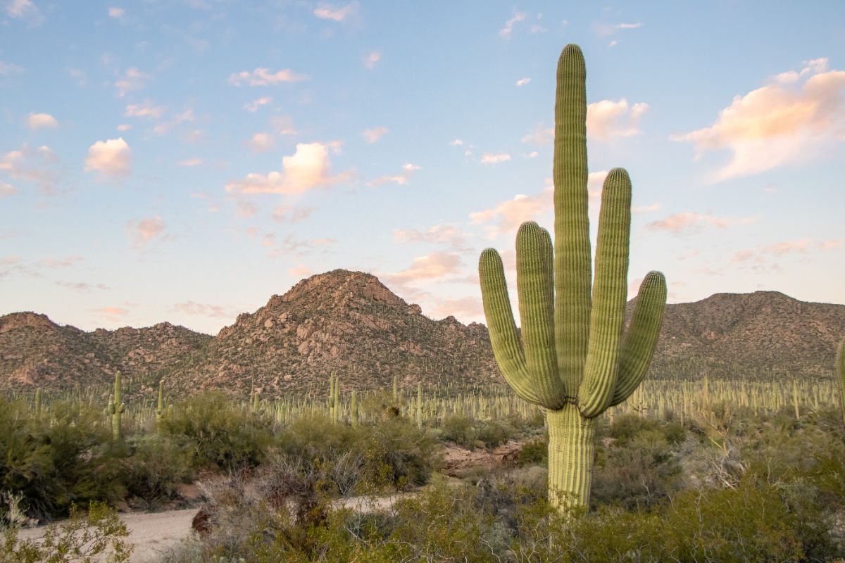 An old Saguaro cactus in the desert