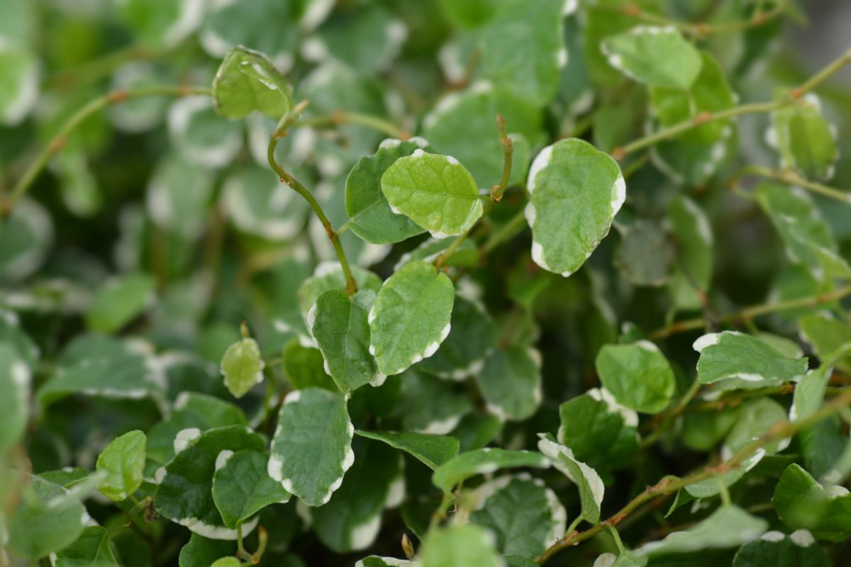 Closeup view of creeping fig.