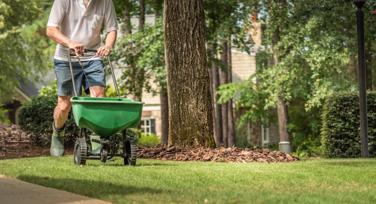 Gardener applying grub control to a lawn in the fall