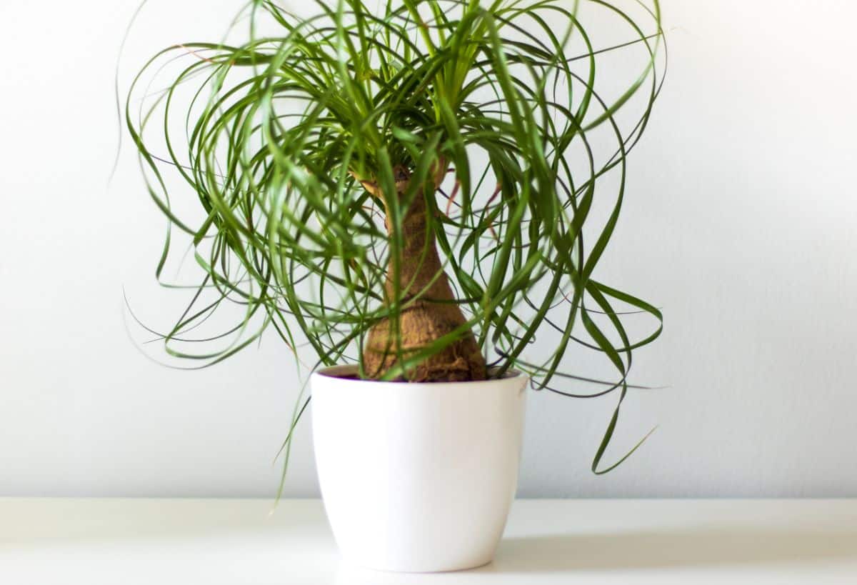 A potted ponytail palm on a table