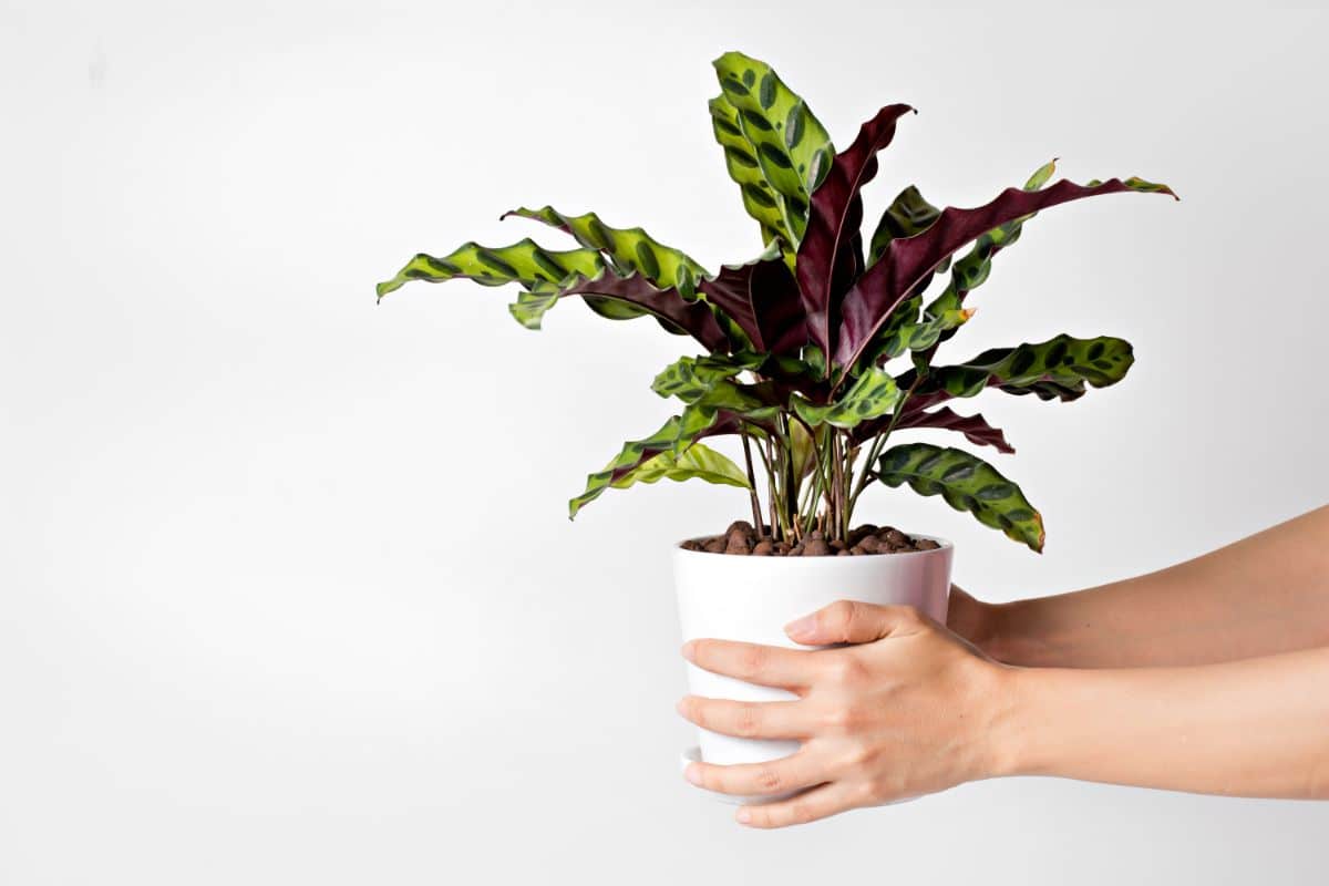 Person holding a rattlesnake plant in a pot