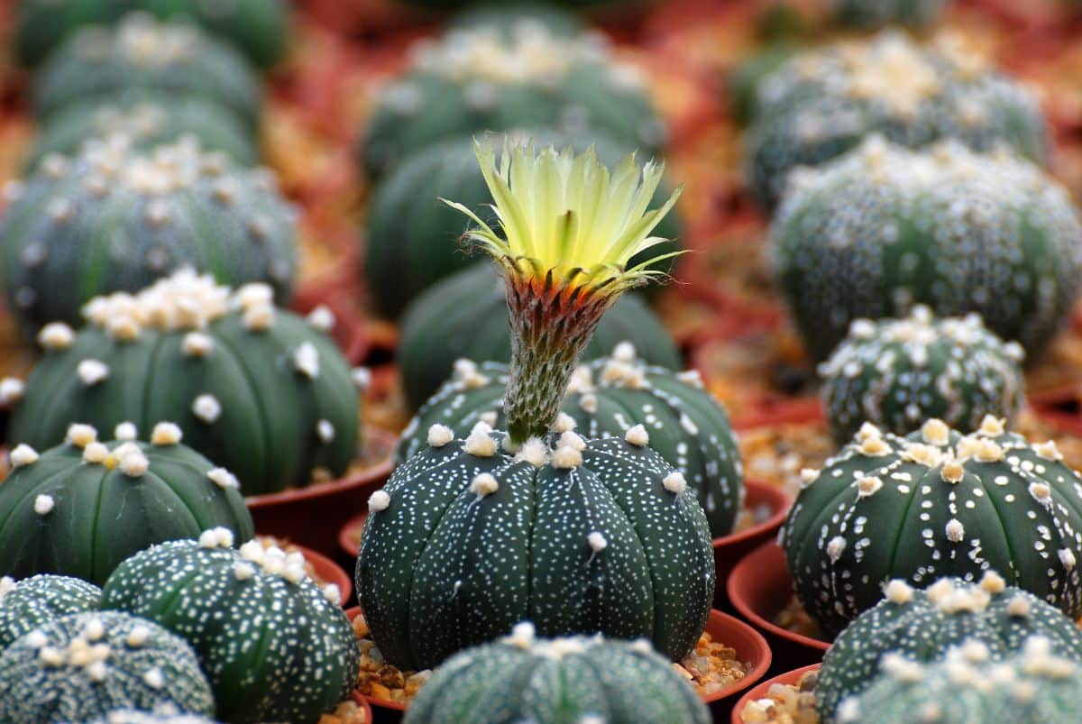 A Star cactus "erupting" in flower