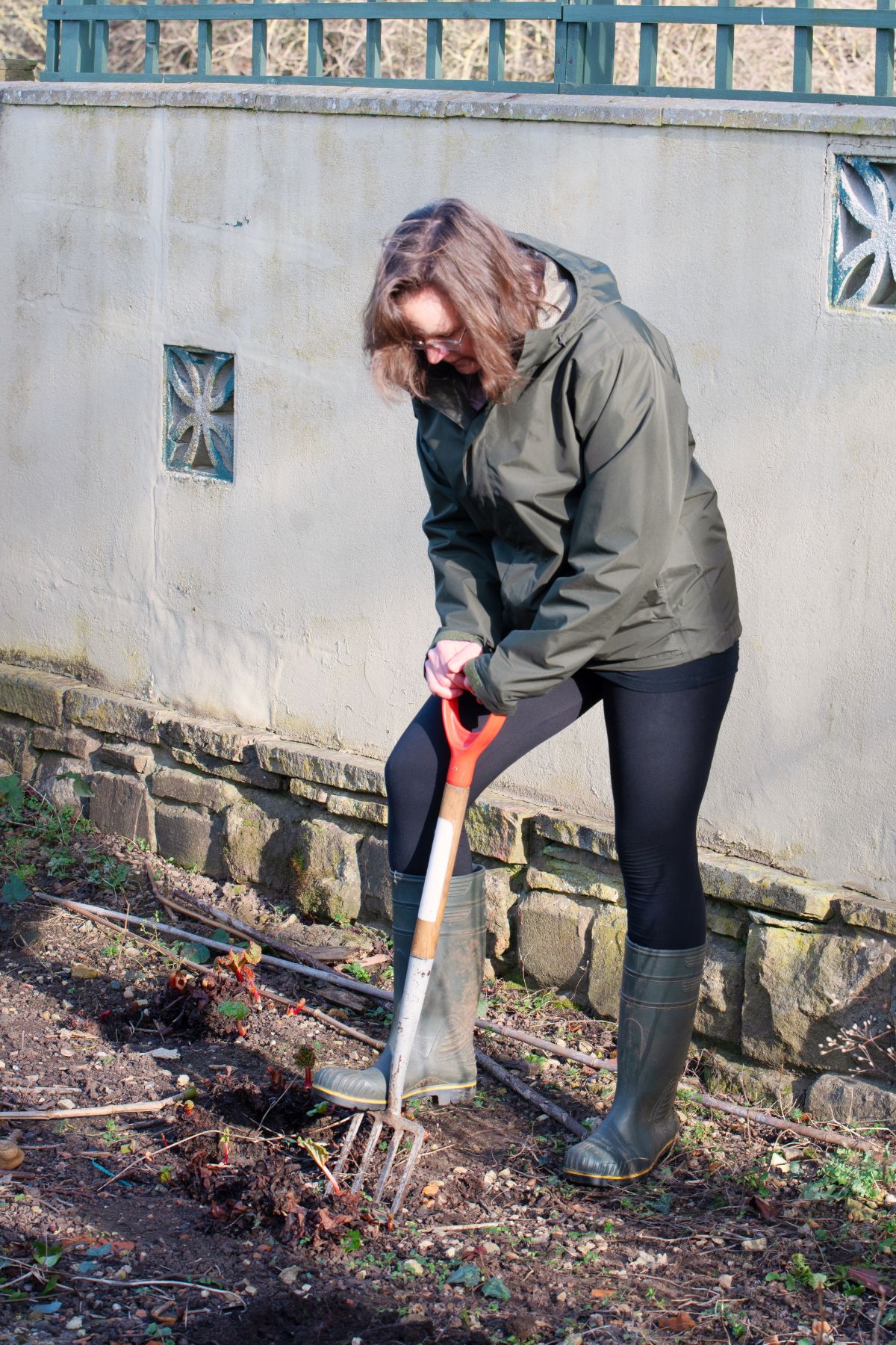 A woman digging old rhubarb plants to divide them and promote new growth