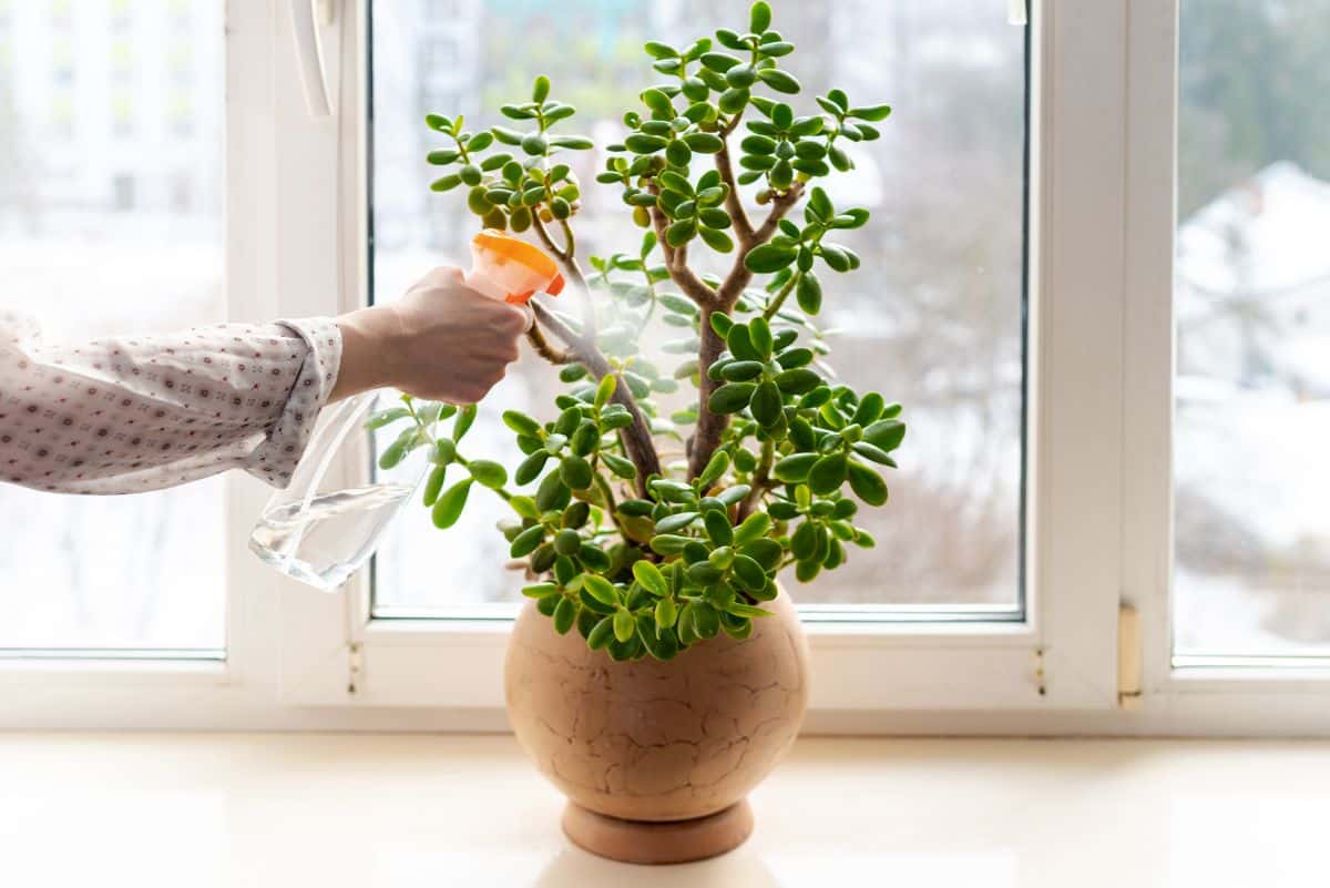 Houseplants release water vapor and improve air humidity levels