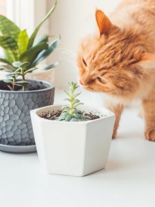 cropped-1-cat-sniffing-succulents.jpg