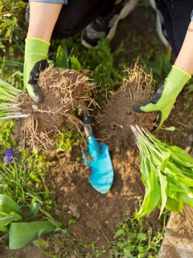 How to Do a Fall Garden Cleanup