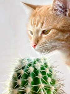 cropped-2-cat-sniffs-cactus.jpg