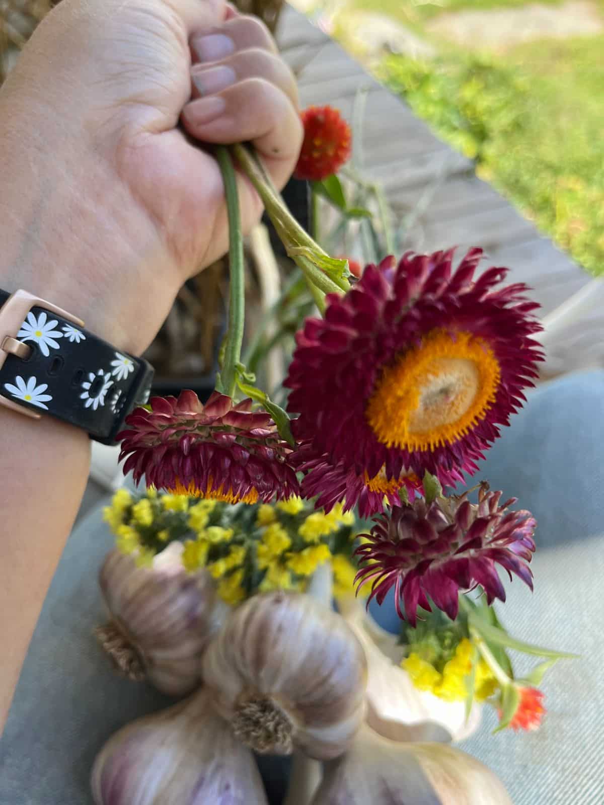 Bunching dried strawflower, statice, and gomphrena to decorate a hard neck garlic braid