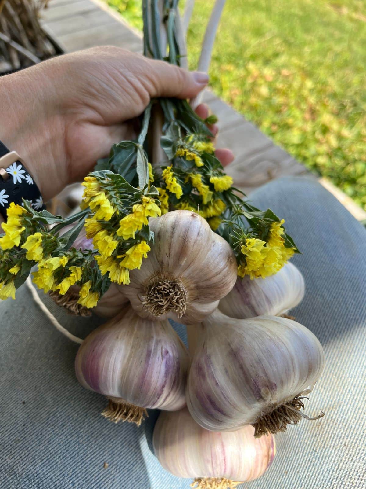 Laying dried statice flowers over garlic for a DIY hardneck garlic bundle
