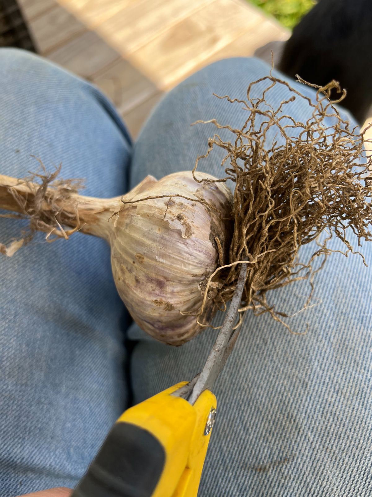 Trimming the roots on heads of hard neck garlic