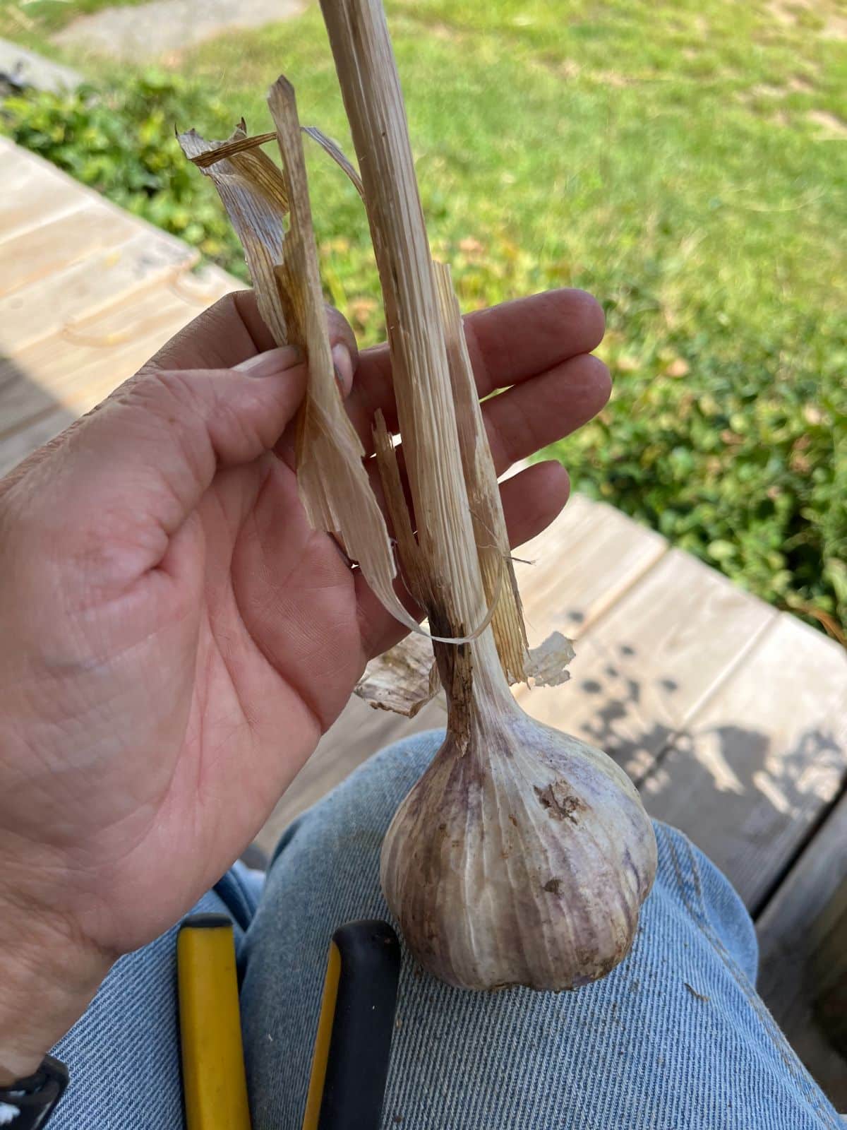 Cleaning and trimming hardneck garlic for making DIY garlic bundles