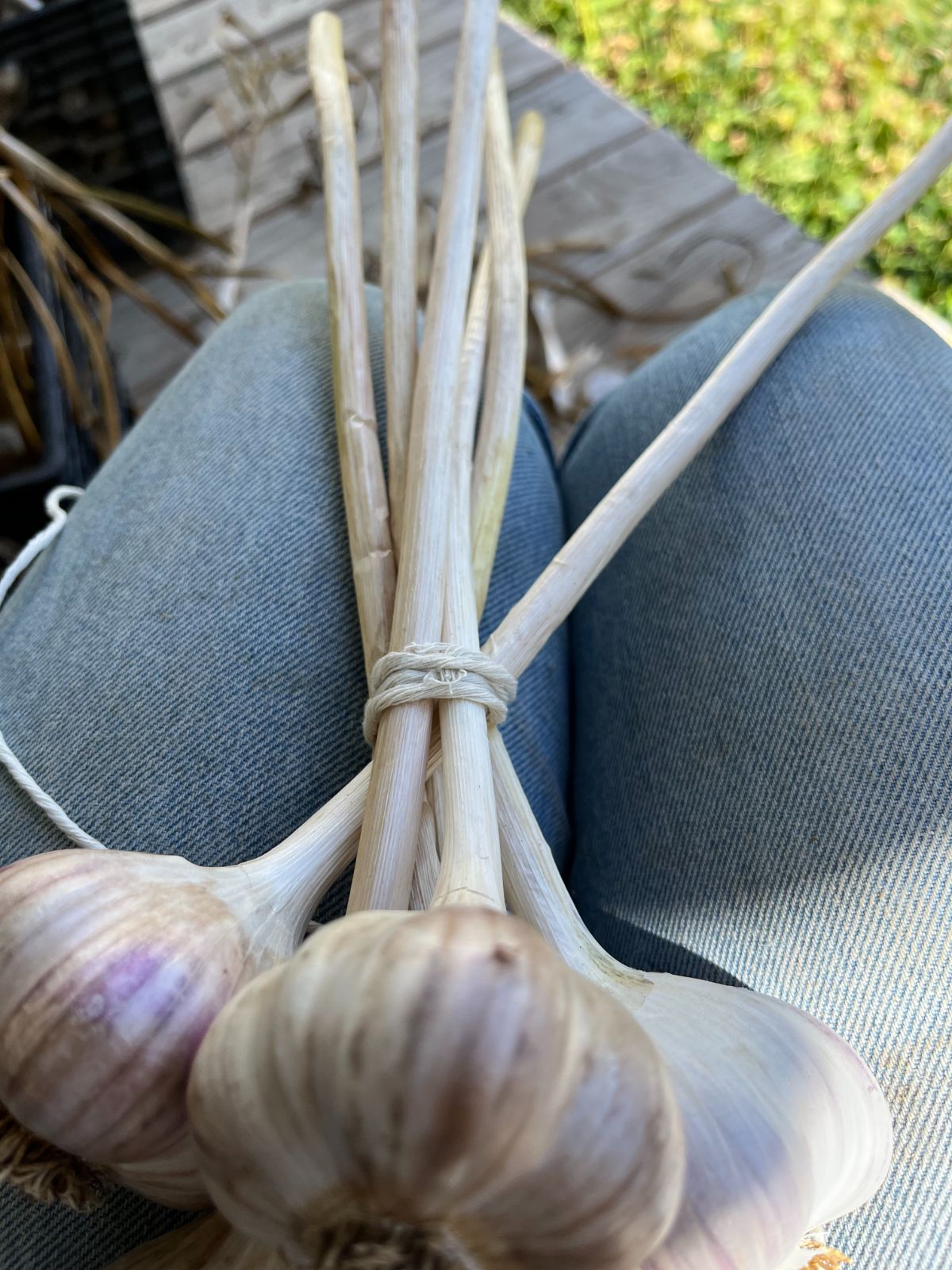 Arranging the garlic for the hardneck garlic bundle