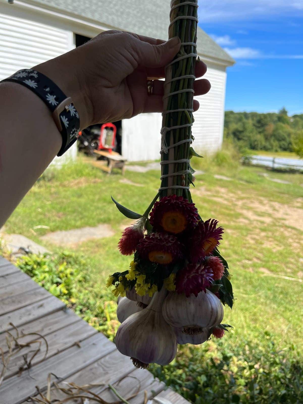 A fully-wrapped hardneck garlic bundle with dried flowers