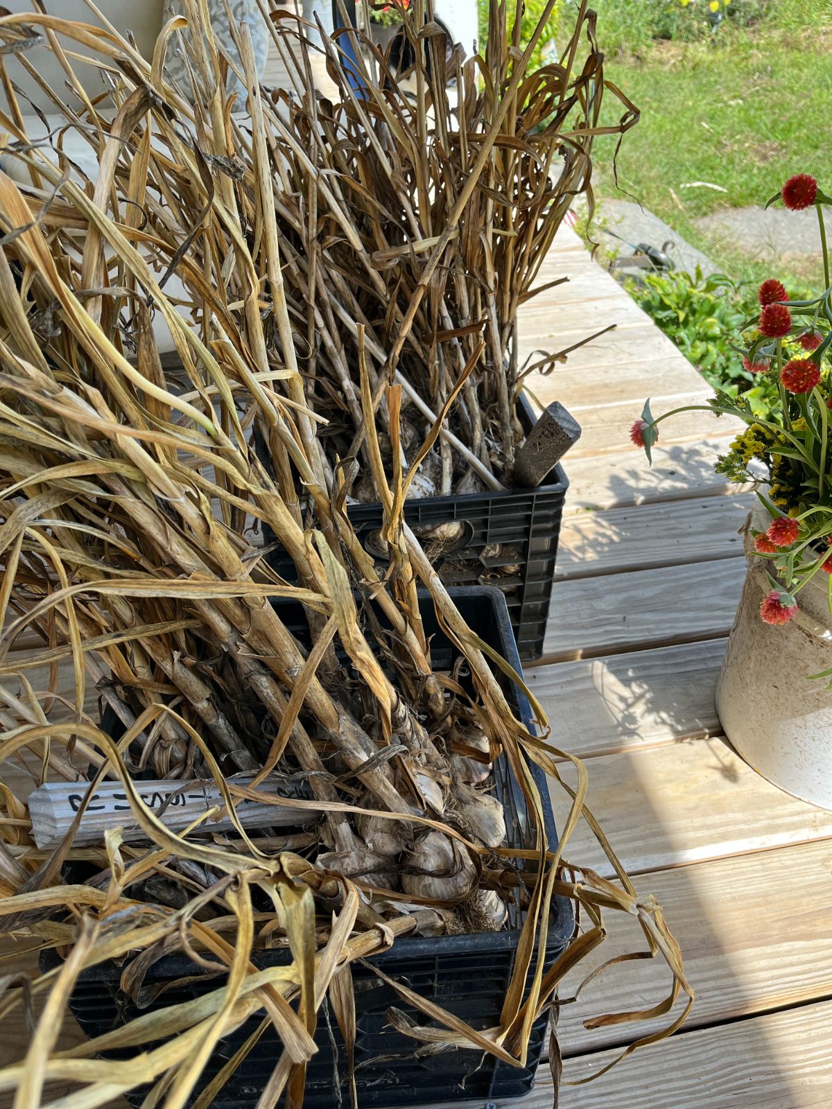 Hardneck garlic in a crate ready to make DIY garlic bundles