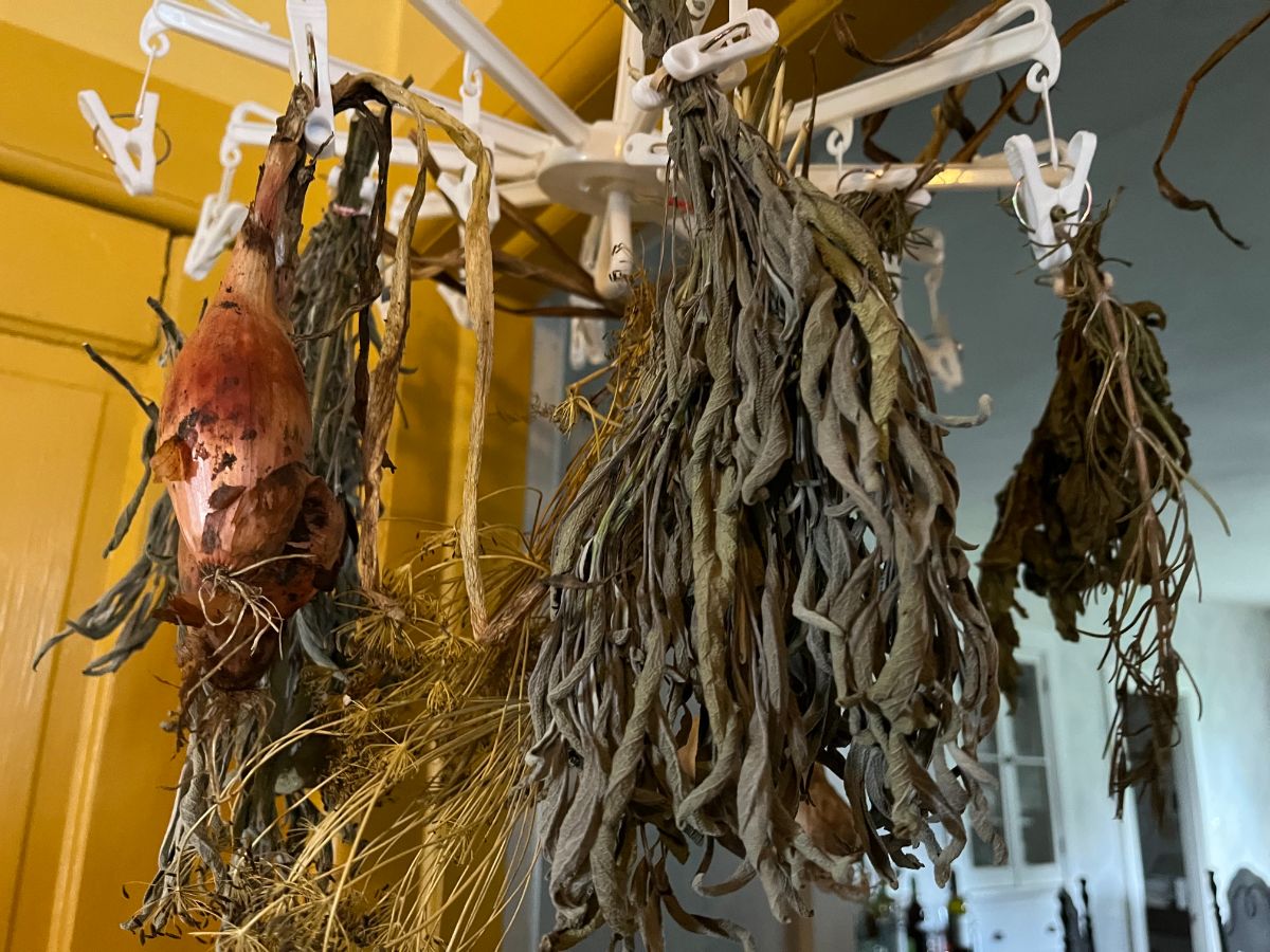 Hanging sock dryer used for drying herb bundles