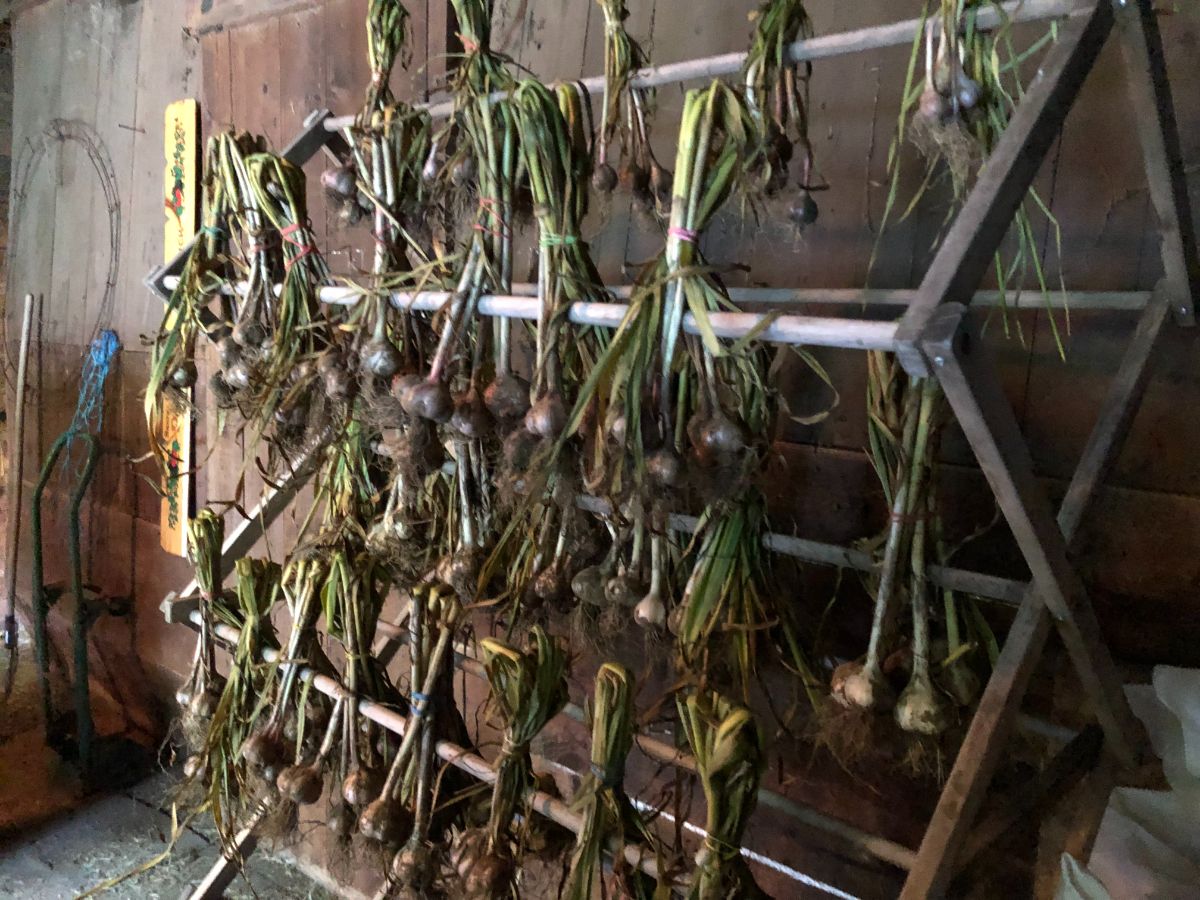 Clothes drying rack used for curing garlic 