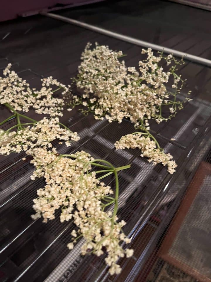 7 Everyday Items You Can Use for Drying and Curing Herbs