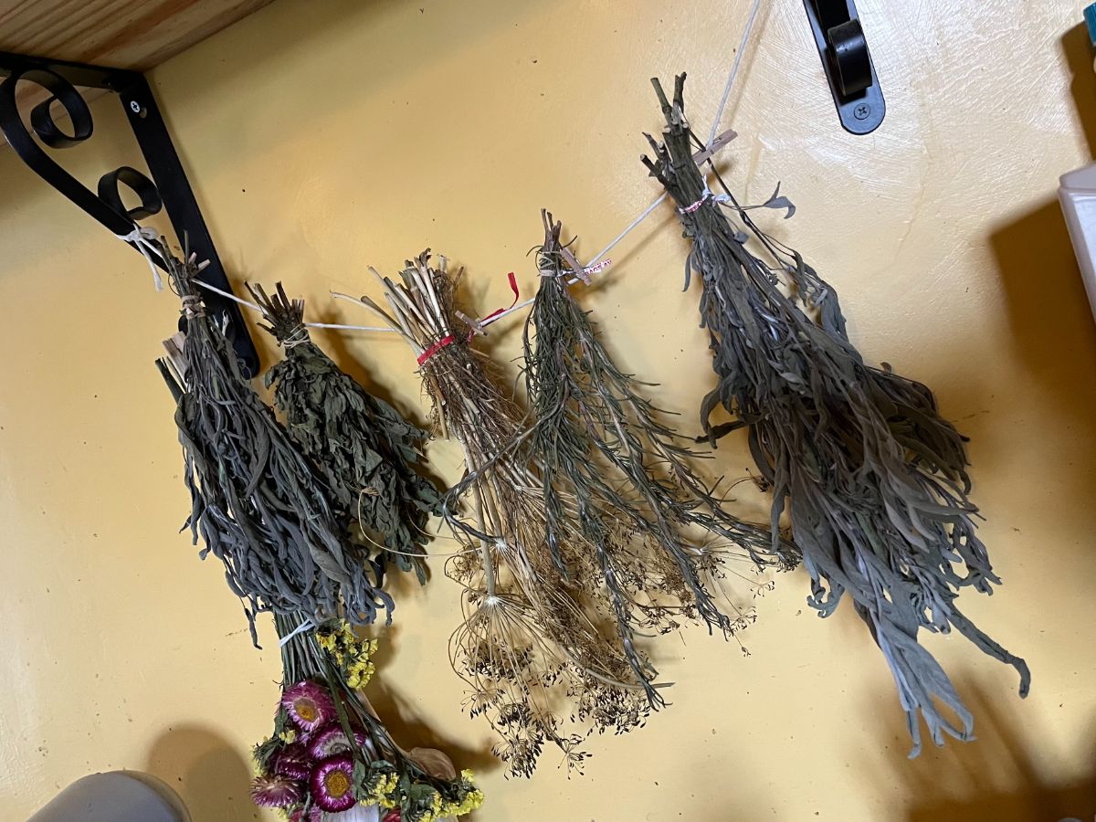 Hanging bundles of dried herbs in the kitchen