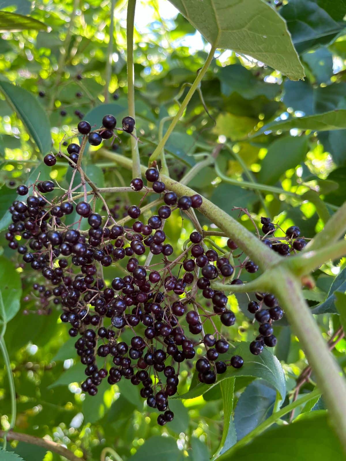 A cluster of lovely dark purple elderberries on a branch of new growth that is perfect for cuttings for propagation