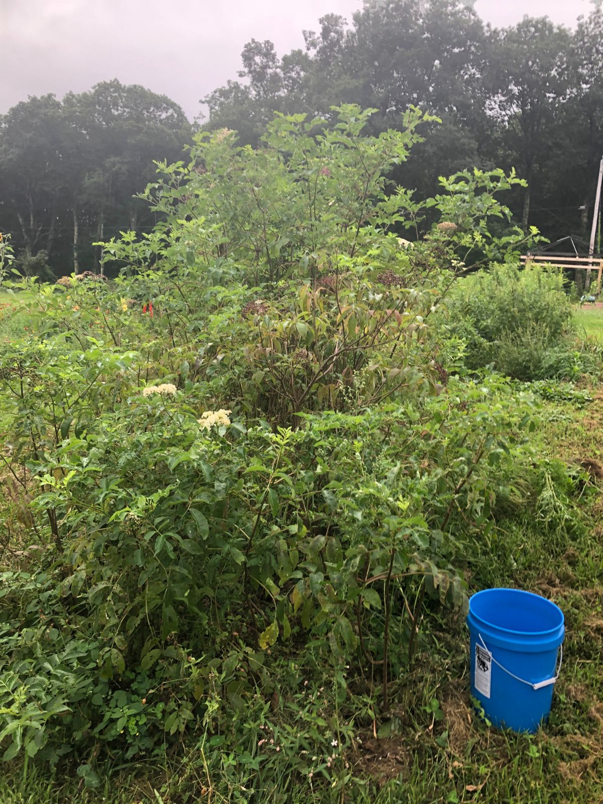 A large elderberry bush with berry clusters and elderflower clusters on it