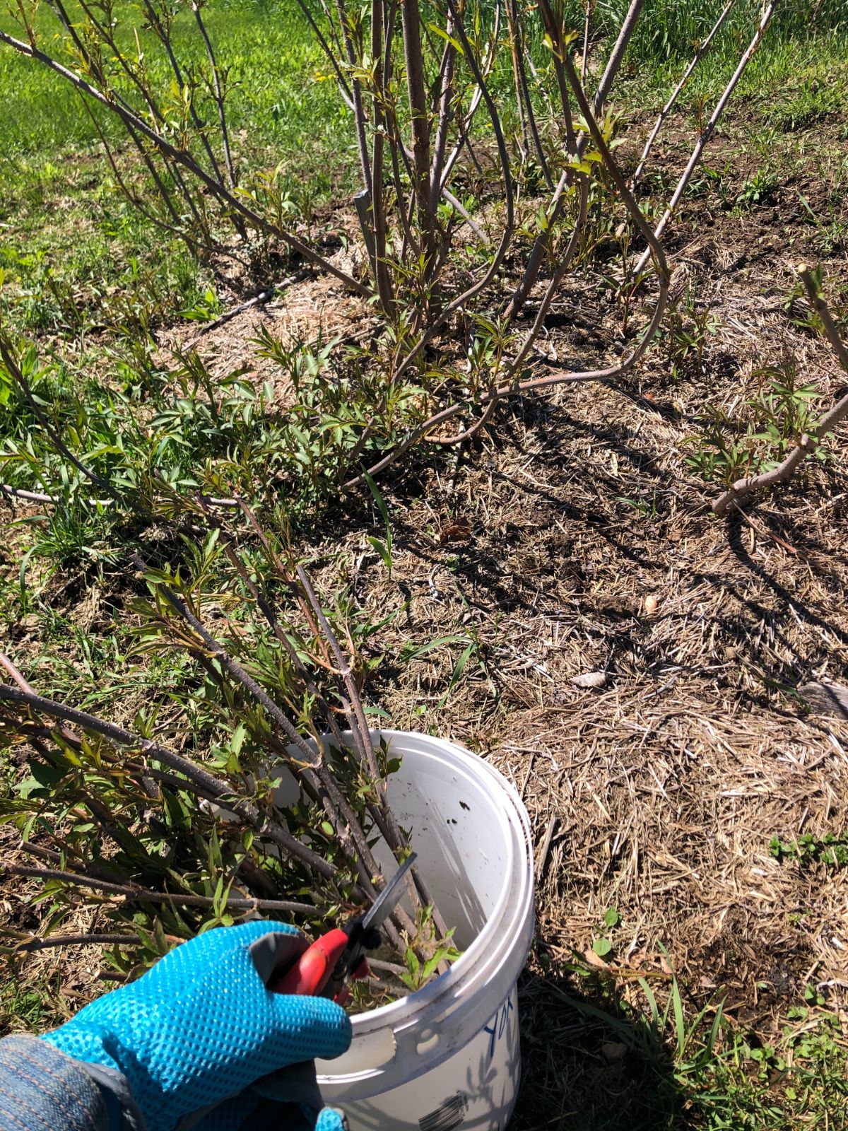 A bucket with hardwood elderberry cutting and a bush with young side shoots that can be dug up and transplanted.