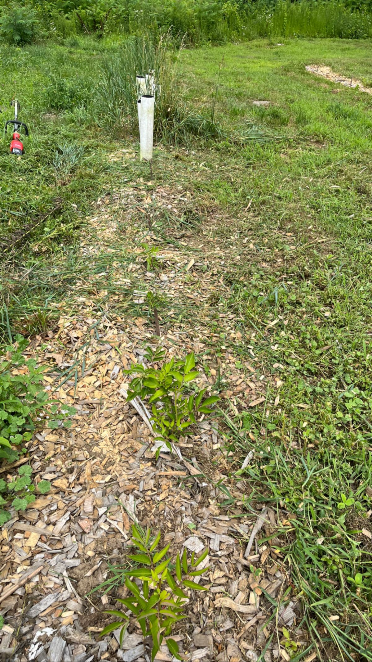 Young elderberries grown from dormant cuttings