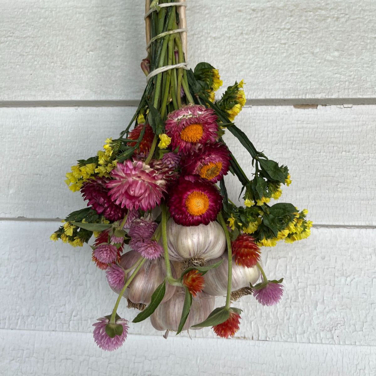 Hanging DIY hardneck garlic bundle with dried strawflower and gomphrena