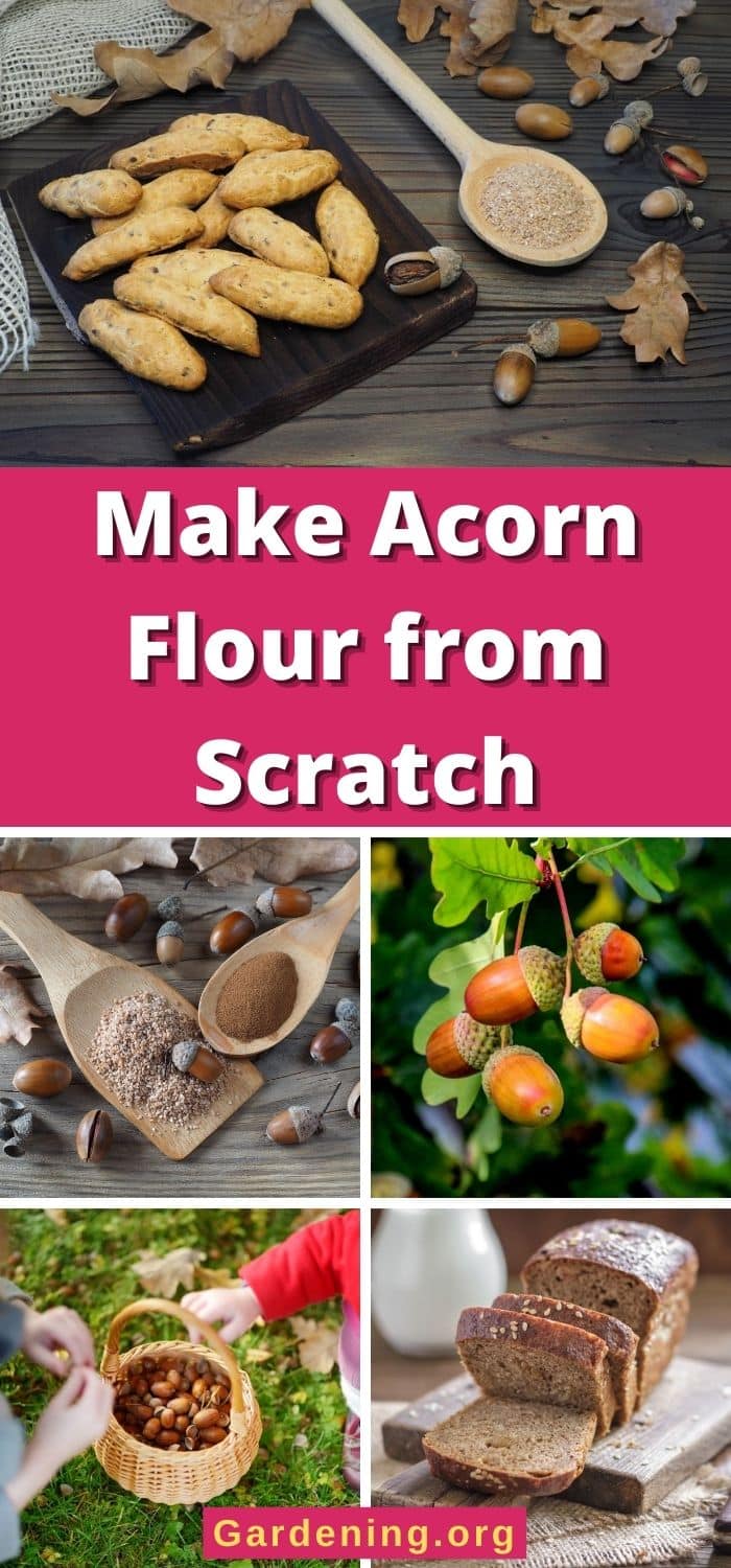 How to Make Acorn Flour from Scratch (Step By Step) - Gardening