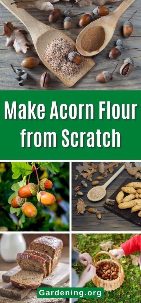 Make Acorn Flour from Scratch pinterest image.