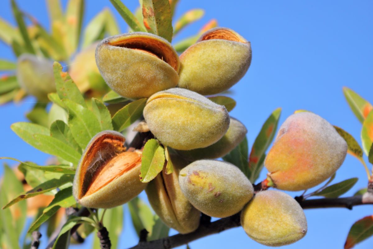 Ripening almonds begin to open from their skins on an almond tree