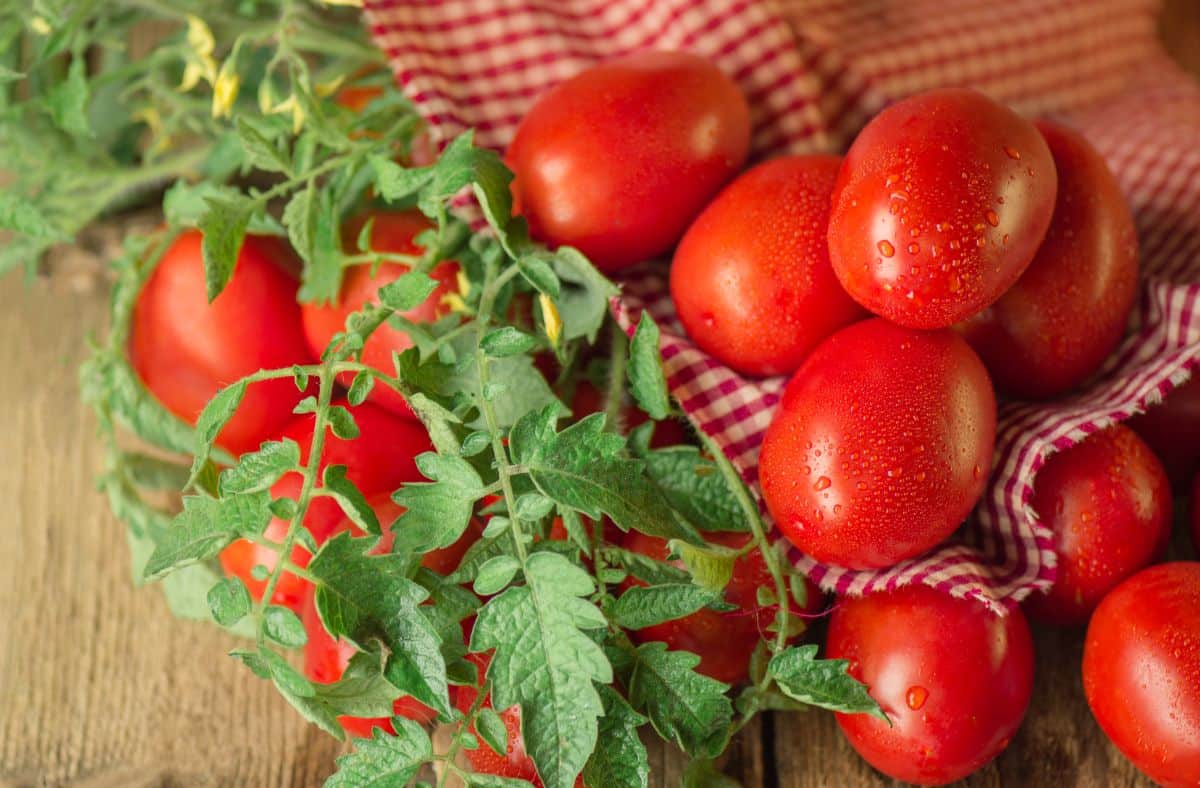 Amish Paste tomatoes arranged on a red gingham cloth and ideal canning tomatoes