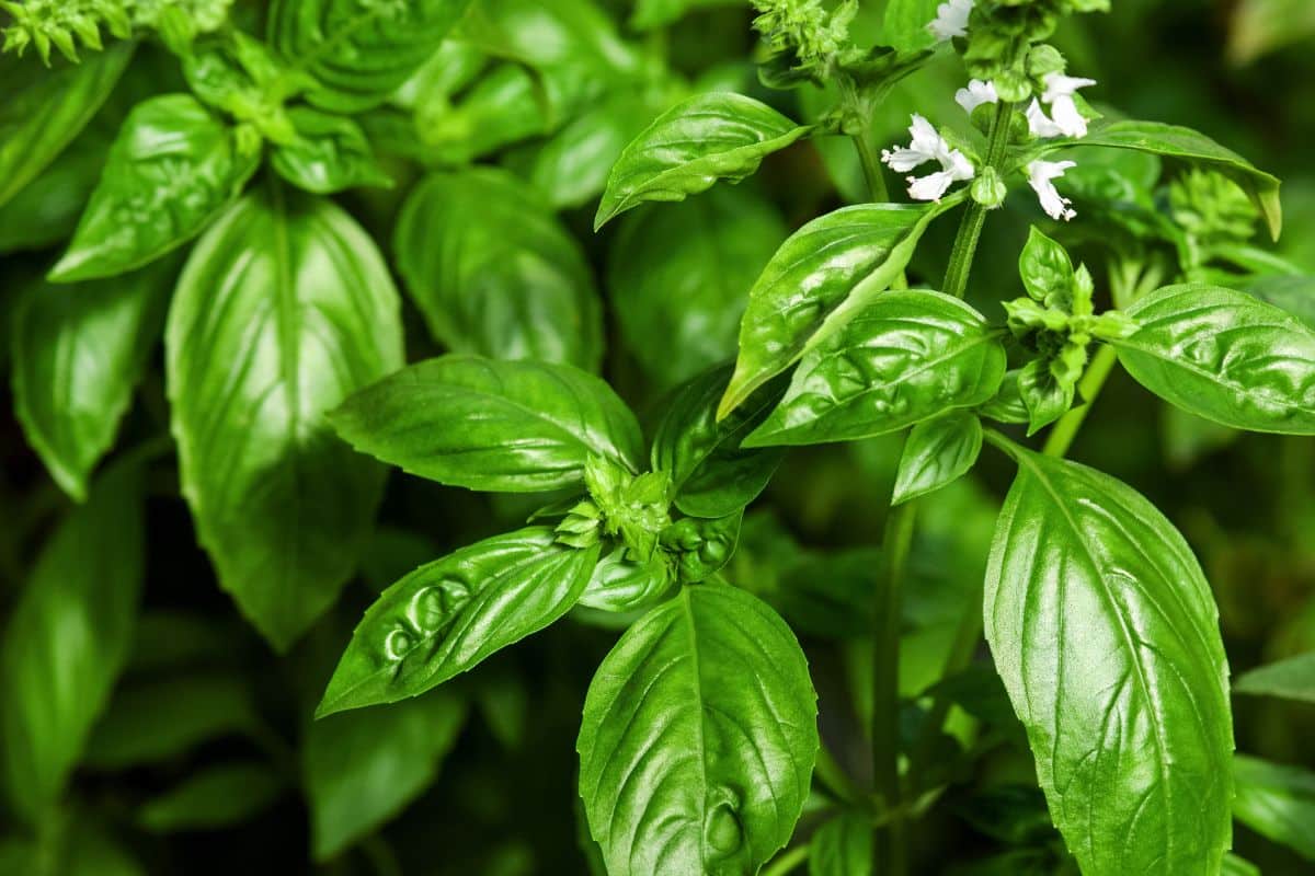 Large, healthy Italian basil is a good companion for tomatoes