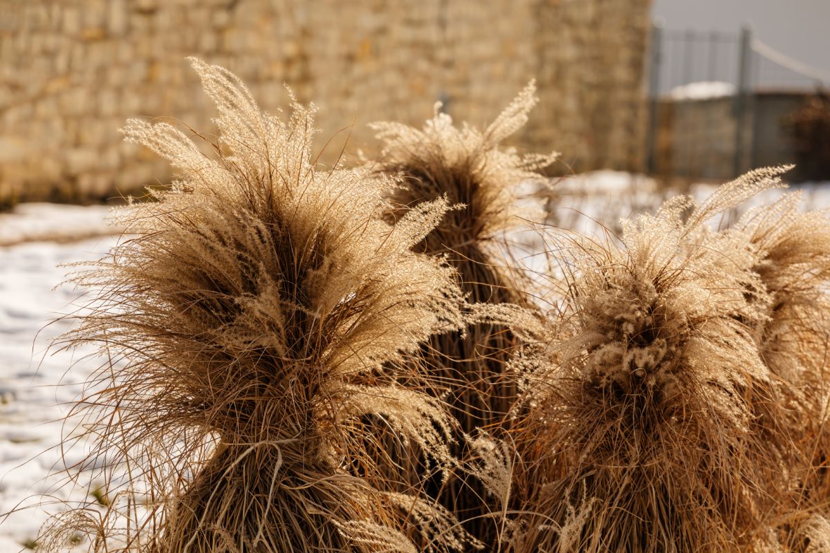 Standing sheaves of seedy grasses tied and left for winter to feed the birds