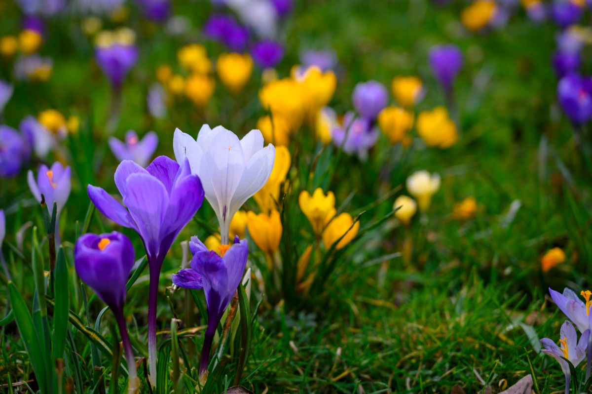 Purple, white, and yellow crocuses popping up in the spring