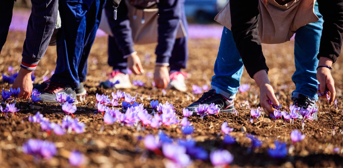 Saffron crocuses blanket a growing bed