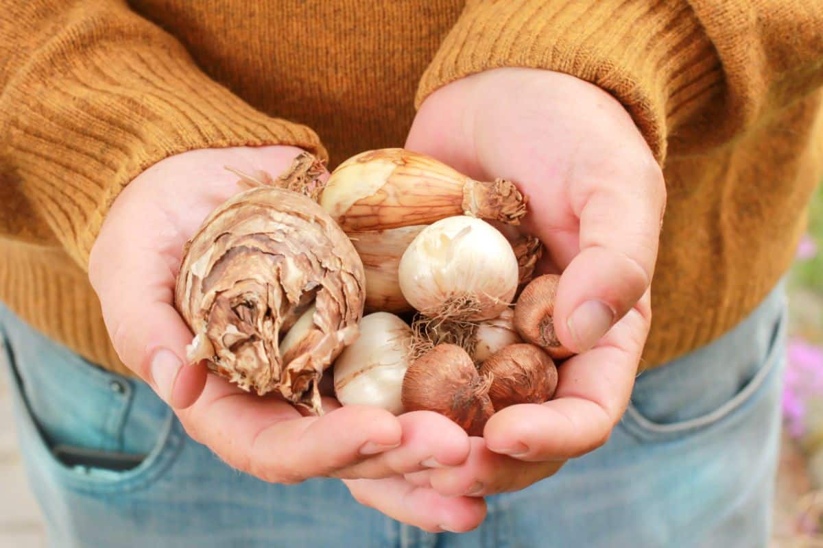 Gardeners with a handful of autumn bulbs for planting
