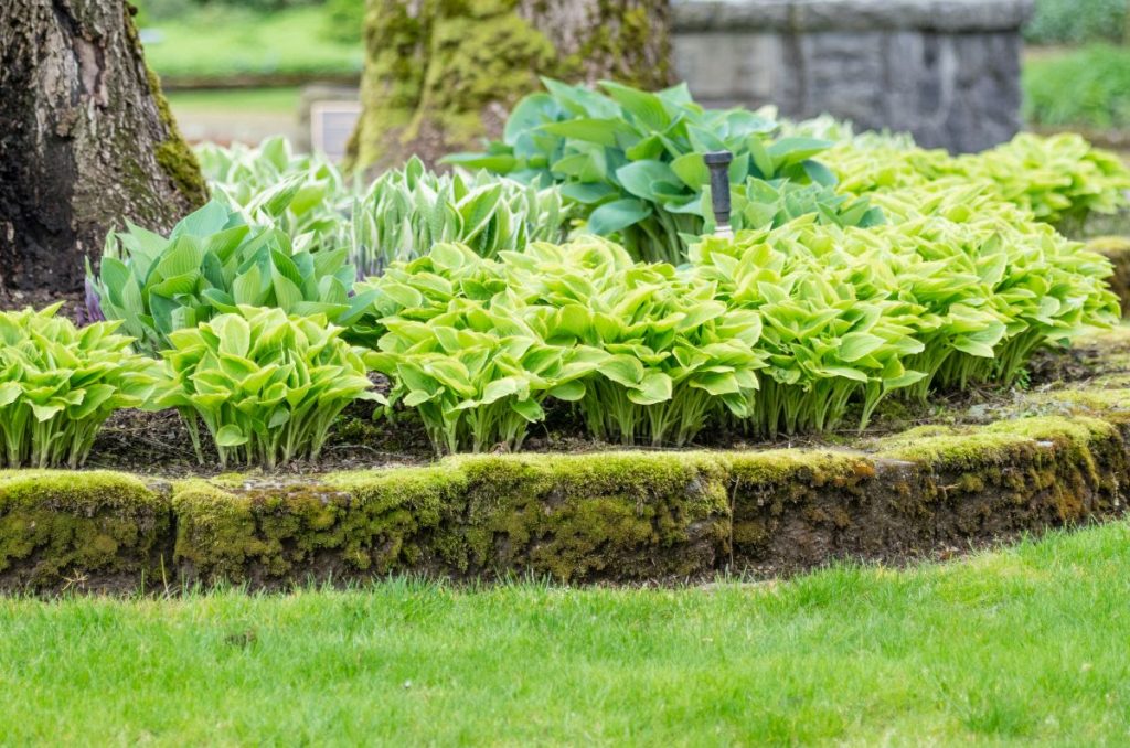 How To Propagate Hostas + Growing Tips For Happy Hostas - Gardening