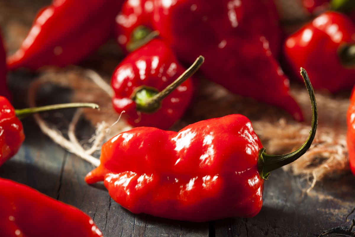 Komodo dragon is a super-hot pepper