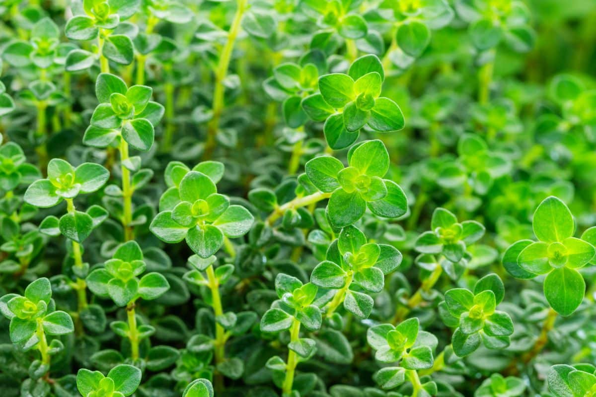 Thyme is a hardy plant that can be propagated easily