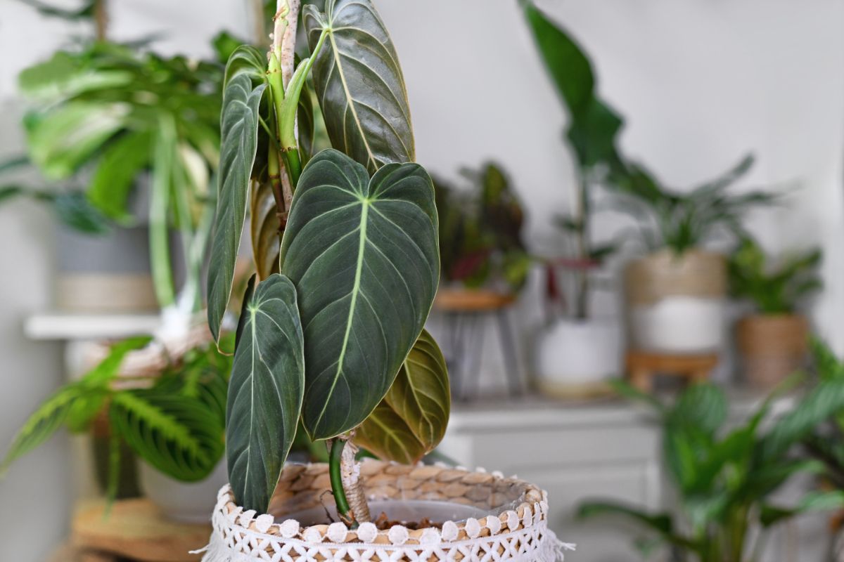 An upright self heading philodendron