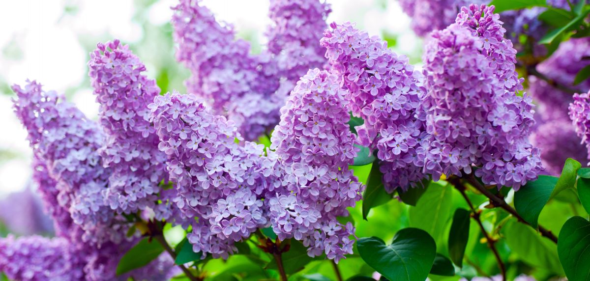 Classic lilacs in classic light purple color