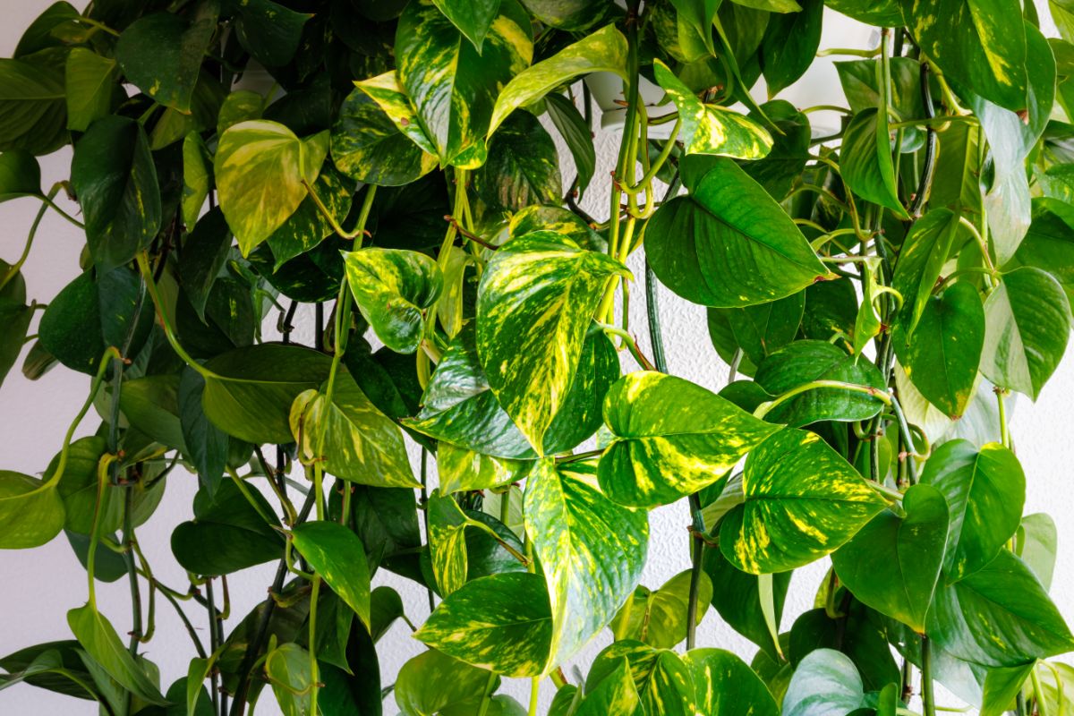 Showy pothos are easy to grow
