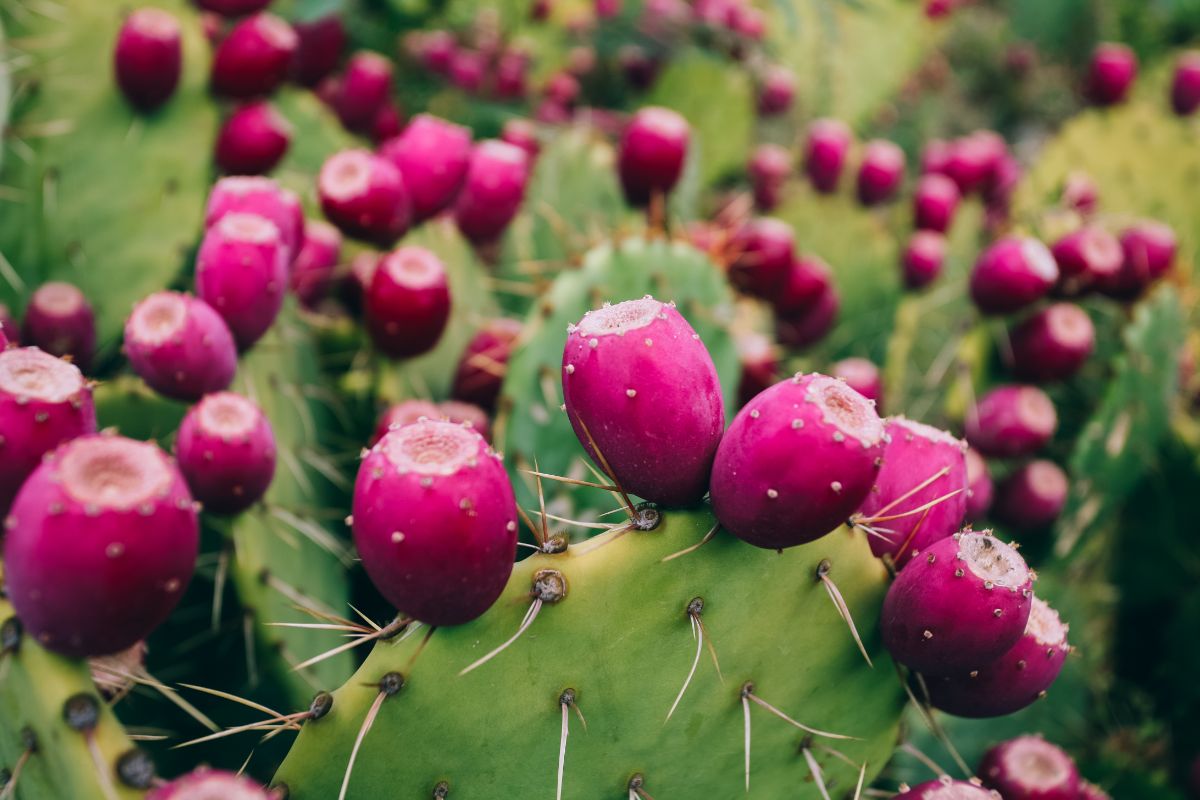 Prickly pear cactus makes a good smoothie ingredient