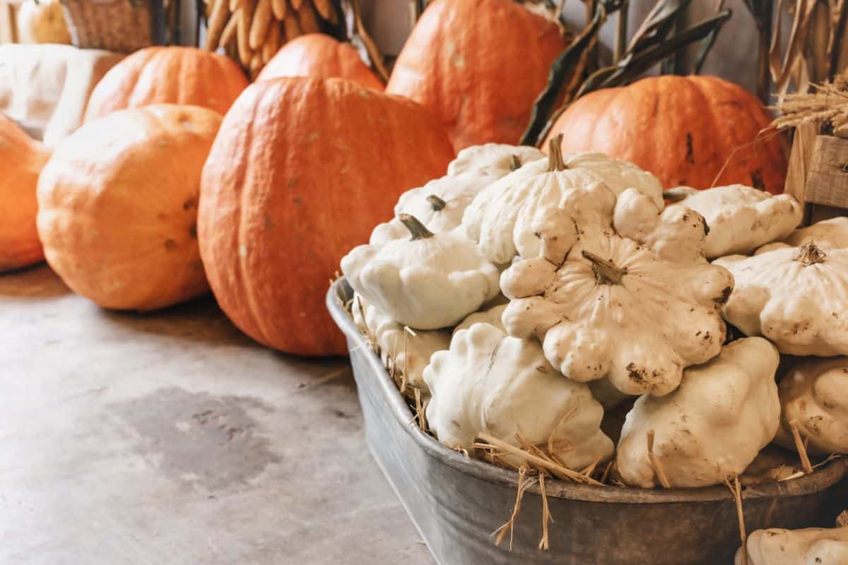 A variety of squashes cleaned and cured for cold storage