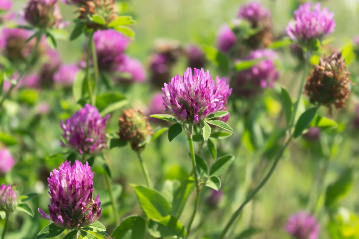 Red clover in bloom is used to create a pollinator-friendly lawn