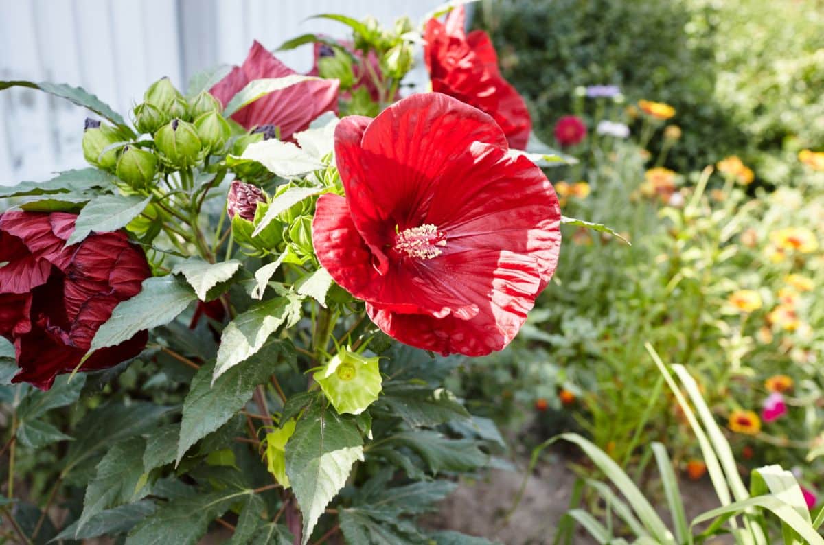 A large red hibiscus flower in bloom