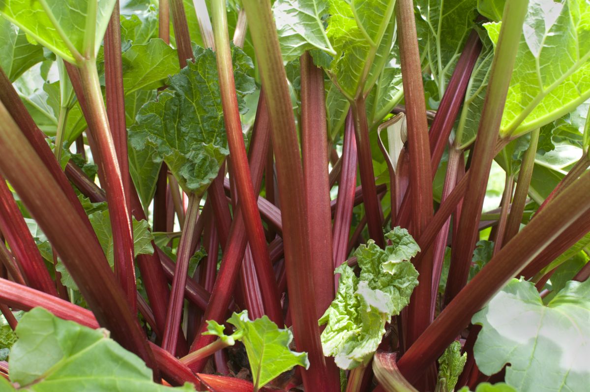 Large stalks of rhubarb on a healthy rhubarb plant