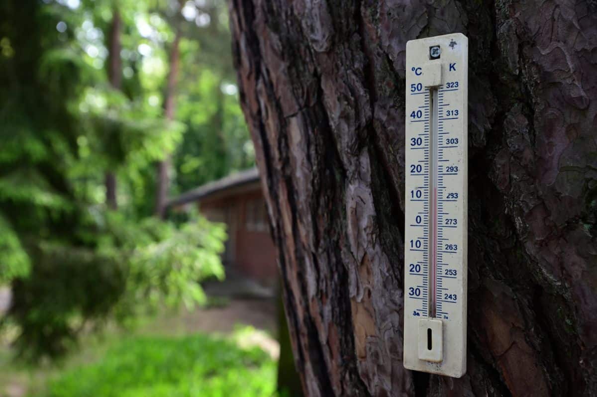 Thermometer on a tree indicating it is time to move plants indoors.